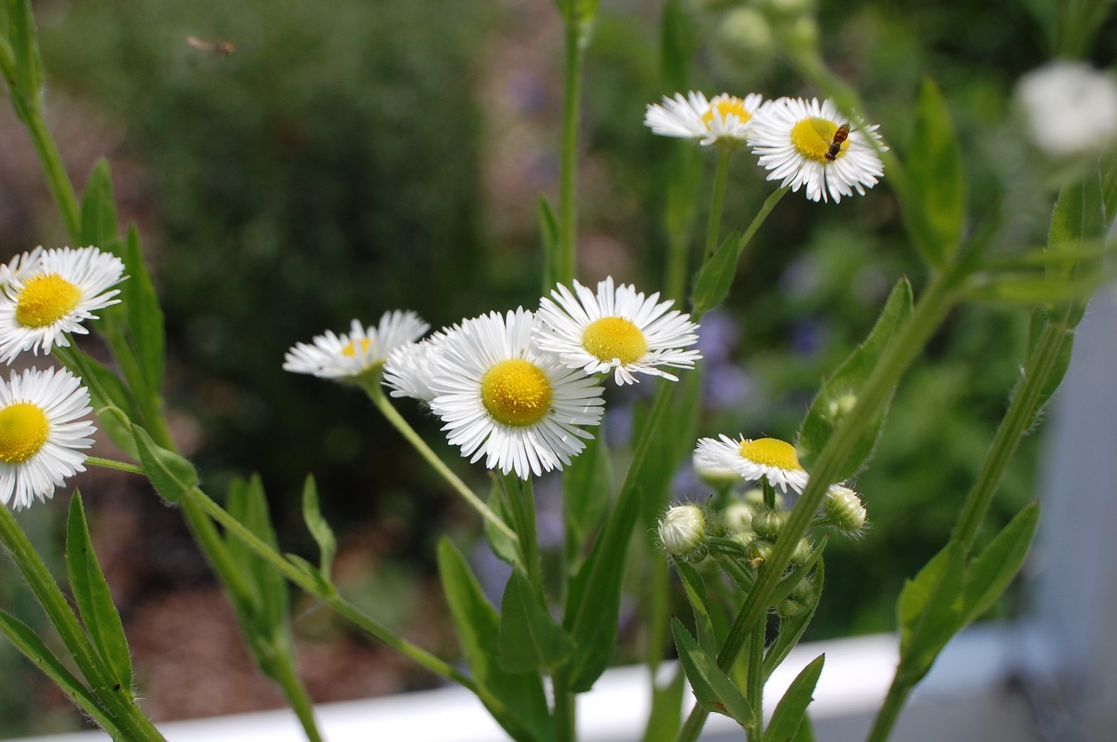 1/4 TSP + ANNUAL FLEABANE DAISY SEEDS/Erigeron annuus/NATIVE US