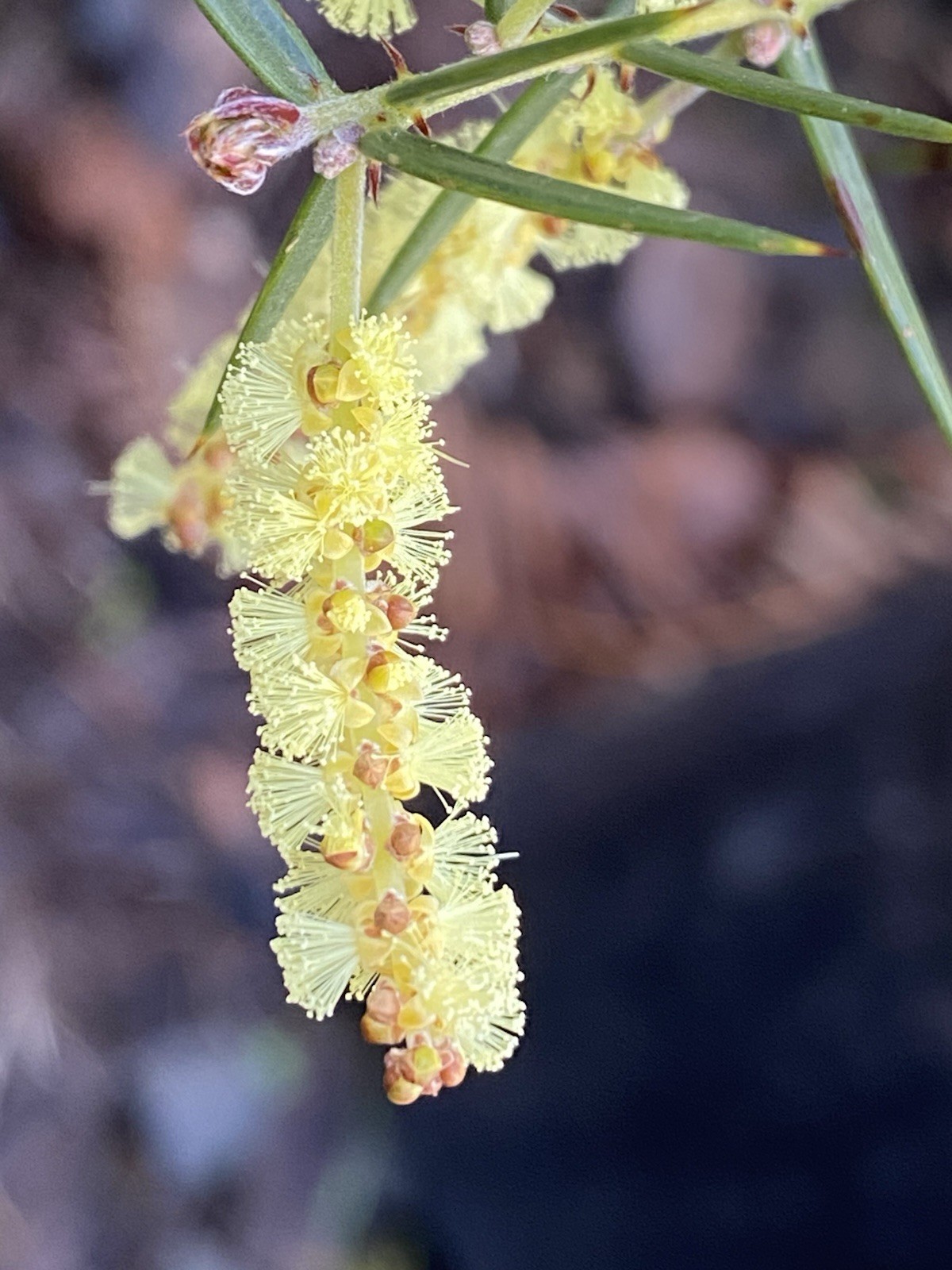 Acacia Species Assortment Packs (101 species) 5+ seeds each species