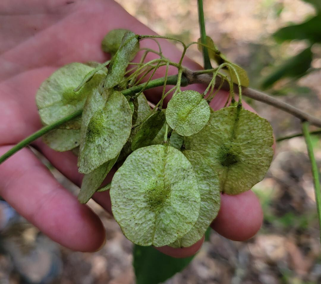 5+ Common Hoptree Seeds | Ptelea Trifoliata | Wafer Ash Tree | Florida Native
