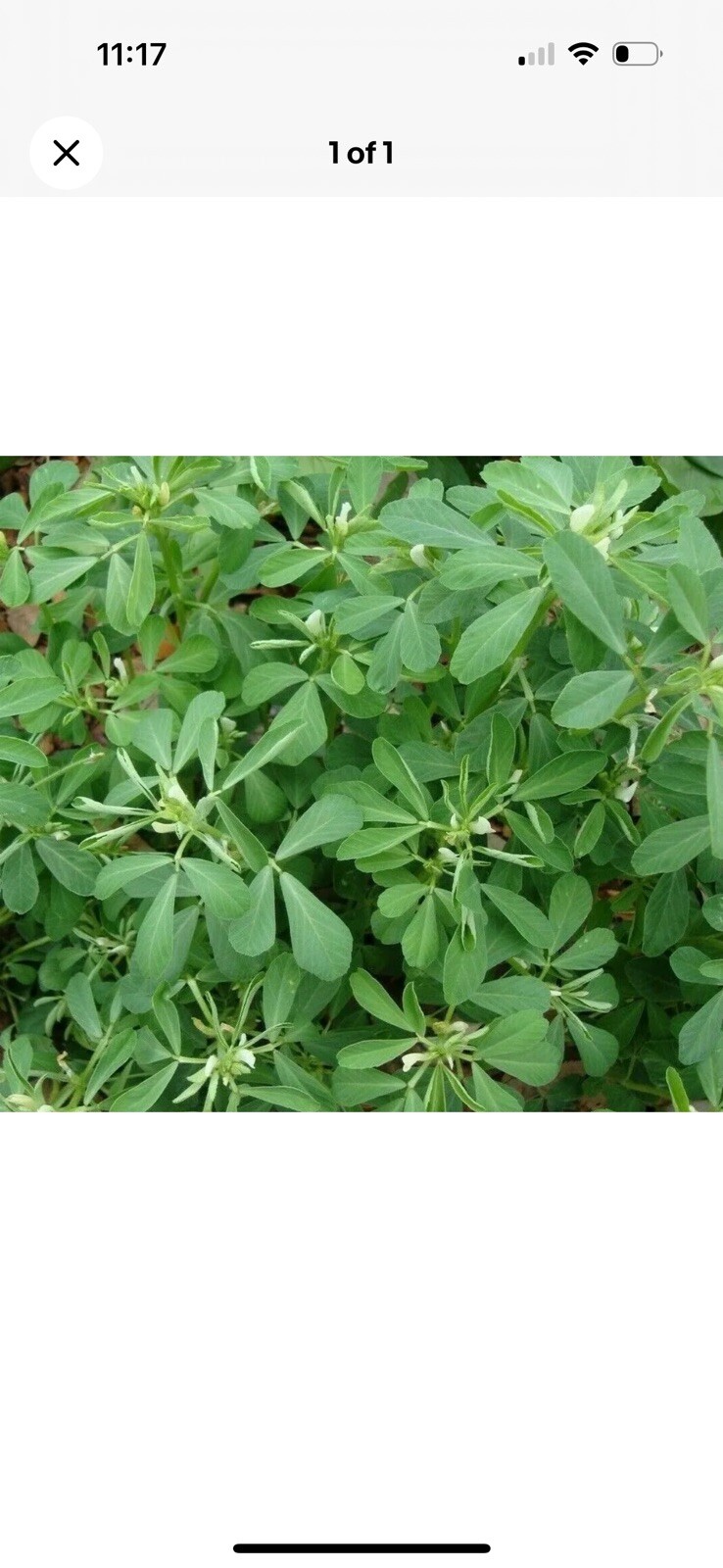 FENUGREEK SEEDS 1000+ for growing HERB garden INDIA SPICE FREE SHIPPING