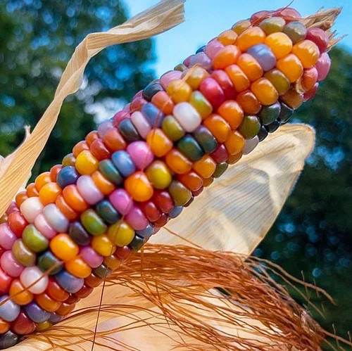 25 Glass Gem Indian Corn Seeds For Planting Beautiful And Vibrant! Non GMO