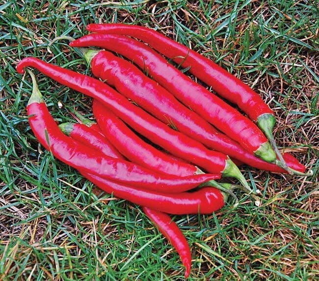 Cayenne Pepper Seeds – Long Red Thin – Heirloom