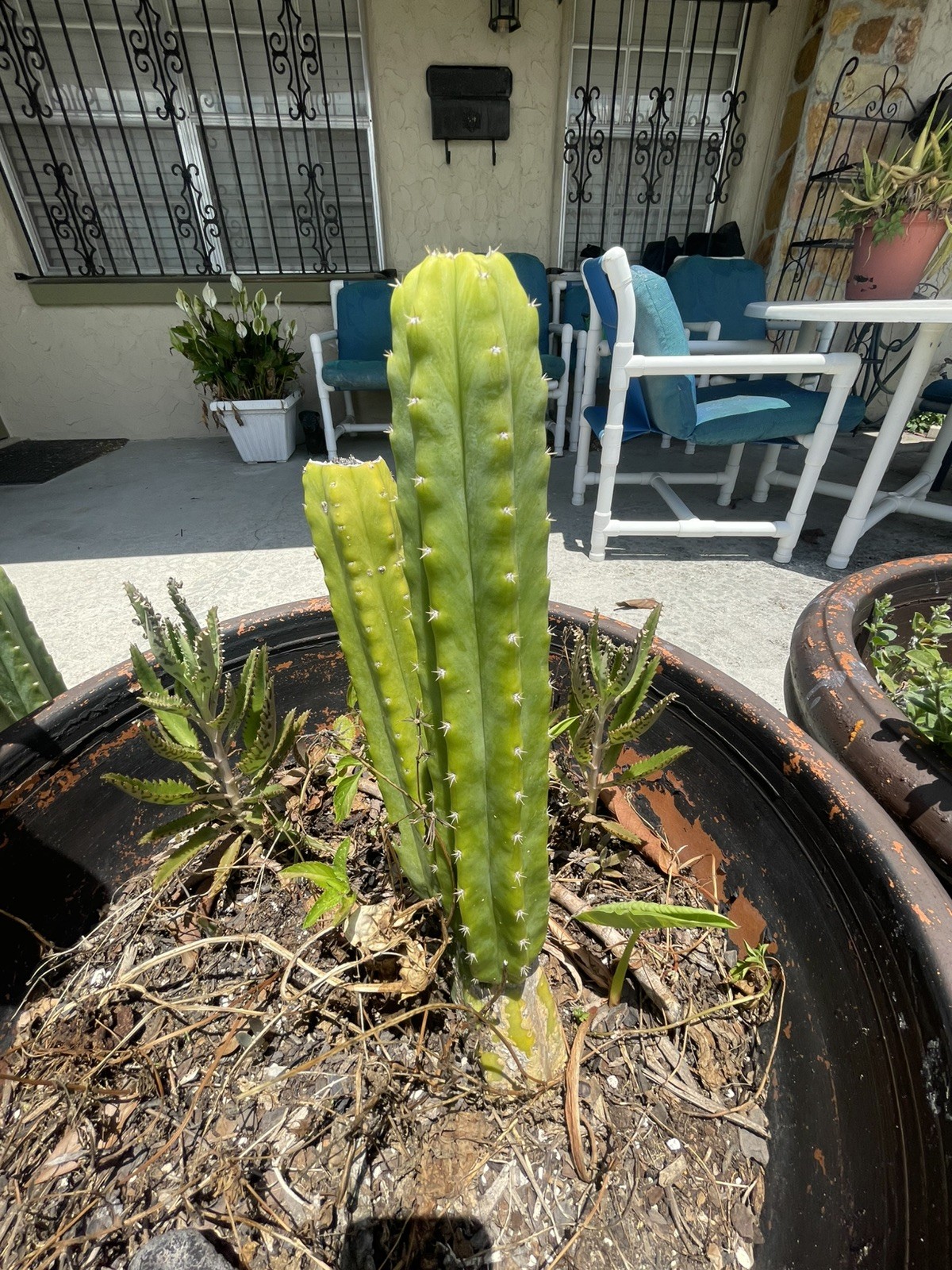 T . Echinops 10 inch cuttings