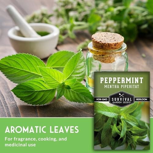 – Peppermint Seed for Planting – Mentha Piperita Packet with Instructions to 1