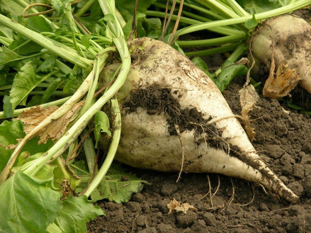 Beet Seed: Sugar Beet Seeds. Fresh Seed FREE Shipping!!!!!