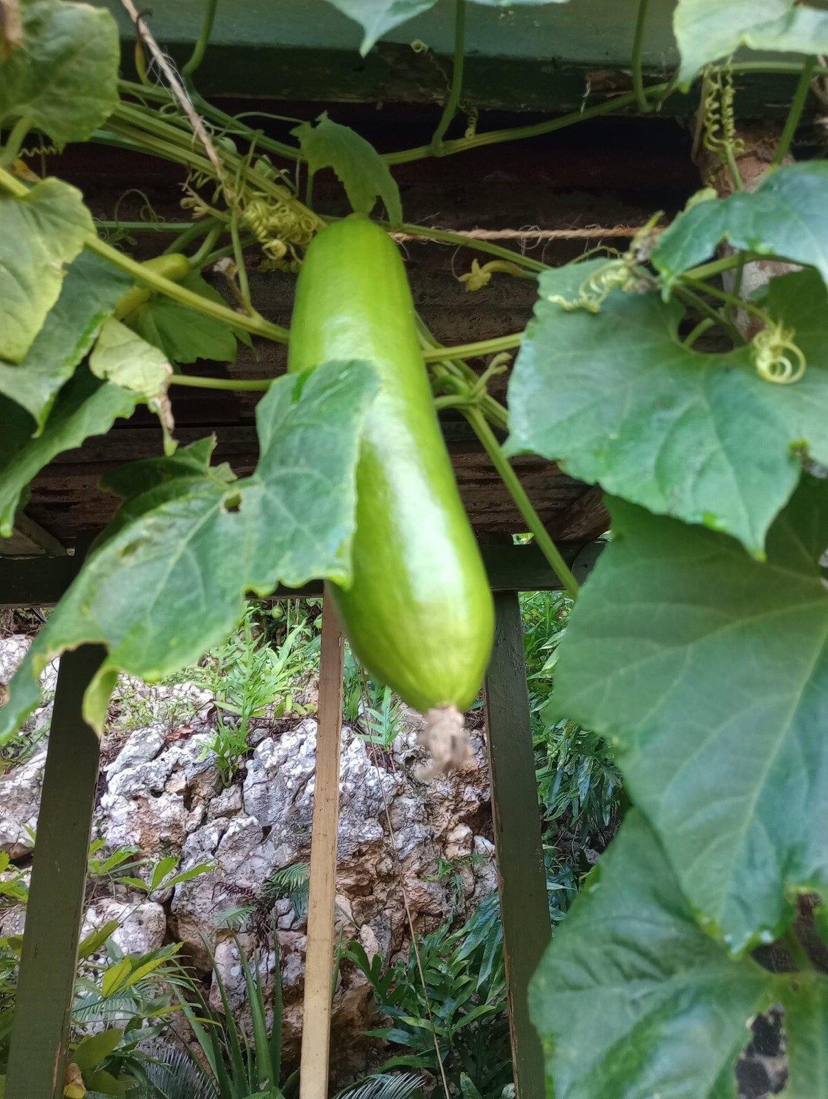 Sicana odorifera 5 Seeds cassabanana musk cucumber puttigel sikana