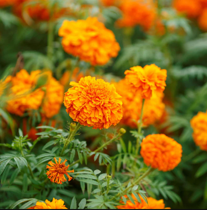 African Marigold SUN & MOON Mix Mandarin Orange + Moonlight White 100 Seeds!