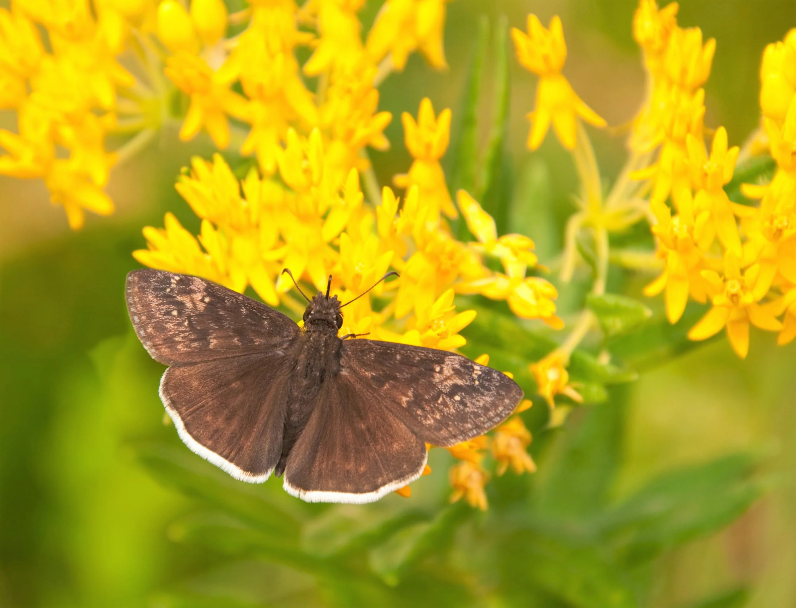 10 GAY BUTTERFLIES MILKWEED Red Yellow Orange Mix Asclepias Tuberosa Flower Seed