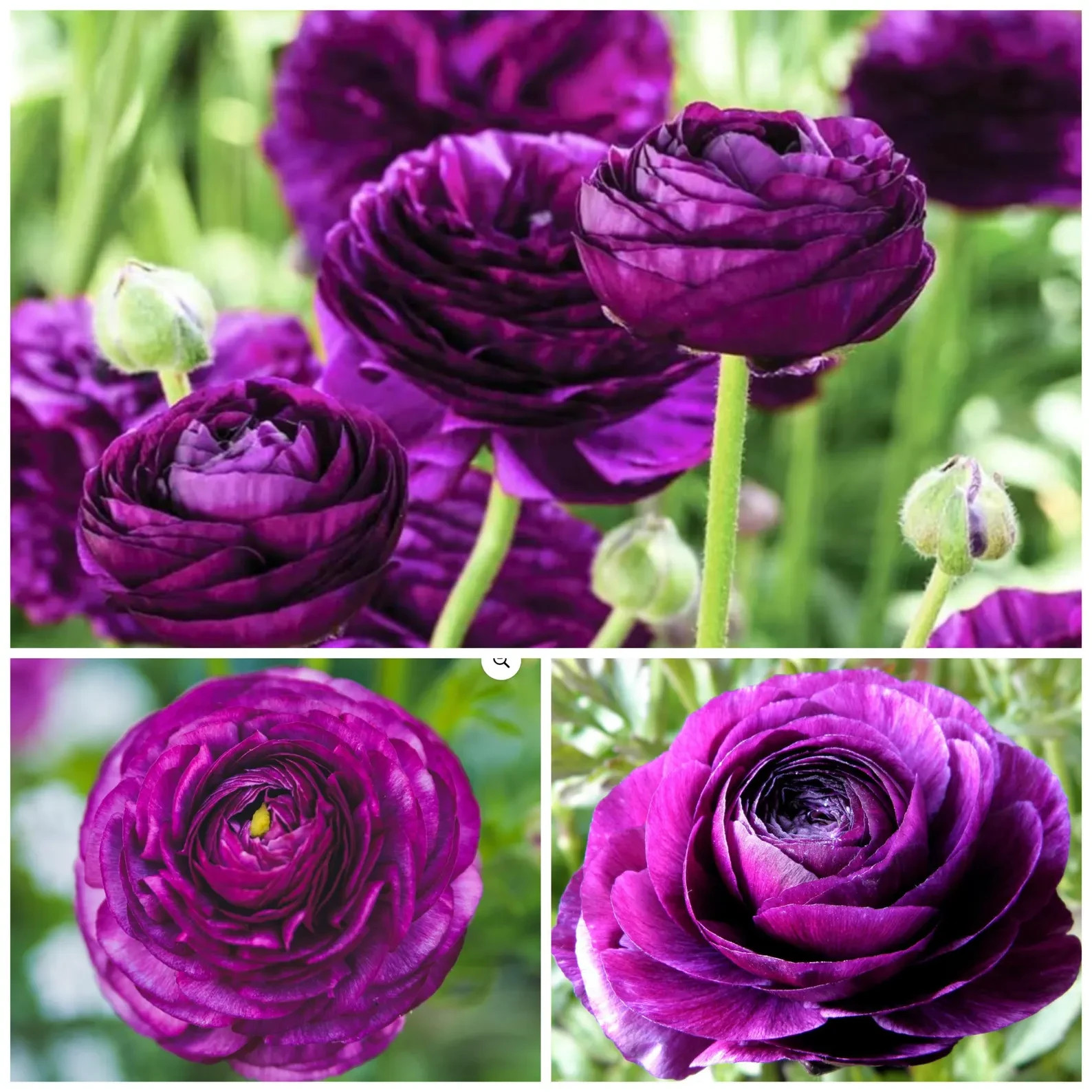 Ranunculus Flower Bulbs 15 Aviv Purple Corms Peony Rose Wedding Flowers Planting