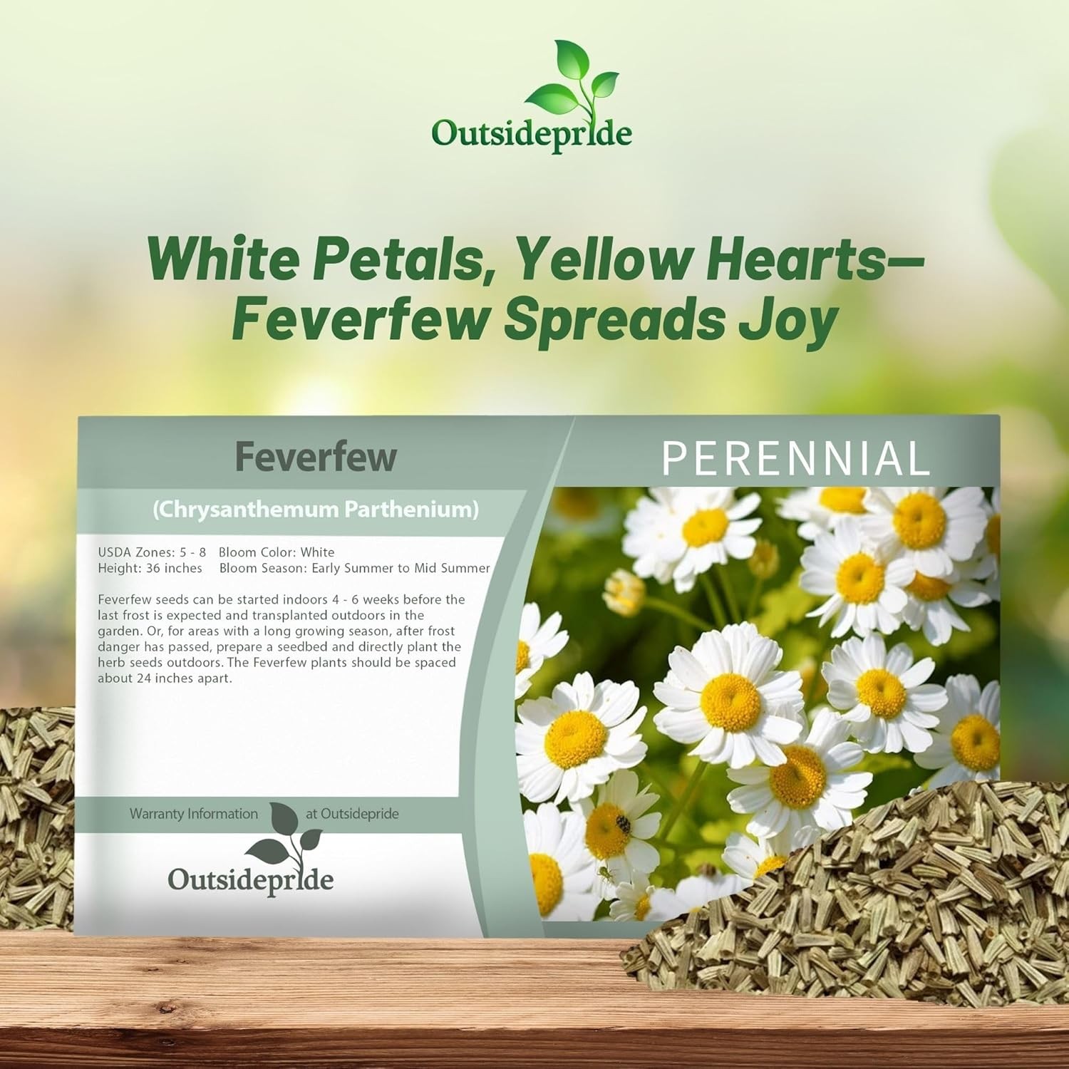 10000 Seeds Feverfew Seeds For Planting | White Chrysanthemum Feverfew Herb