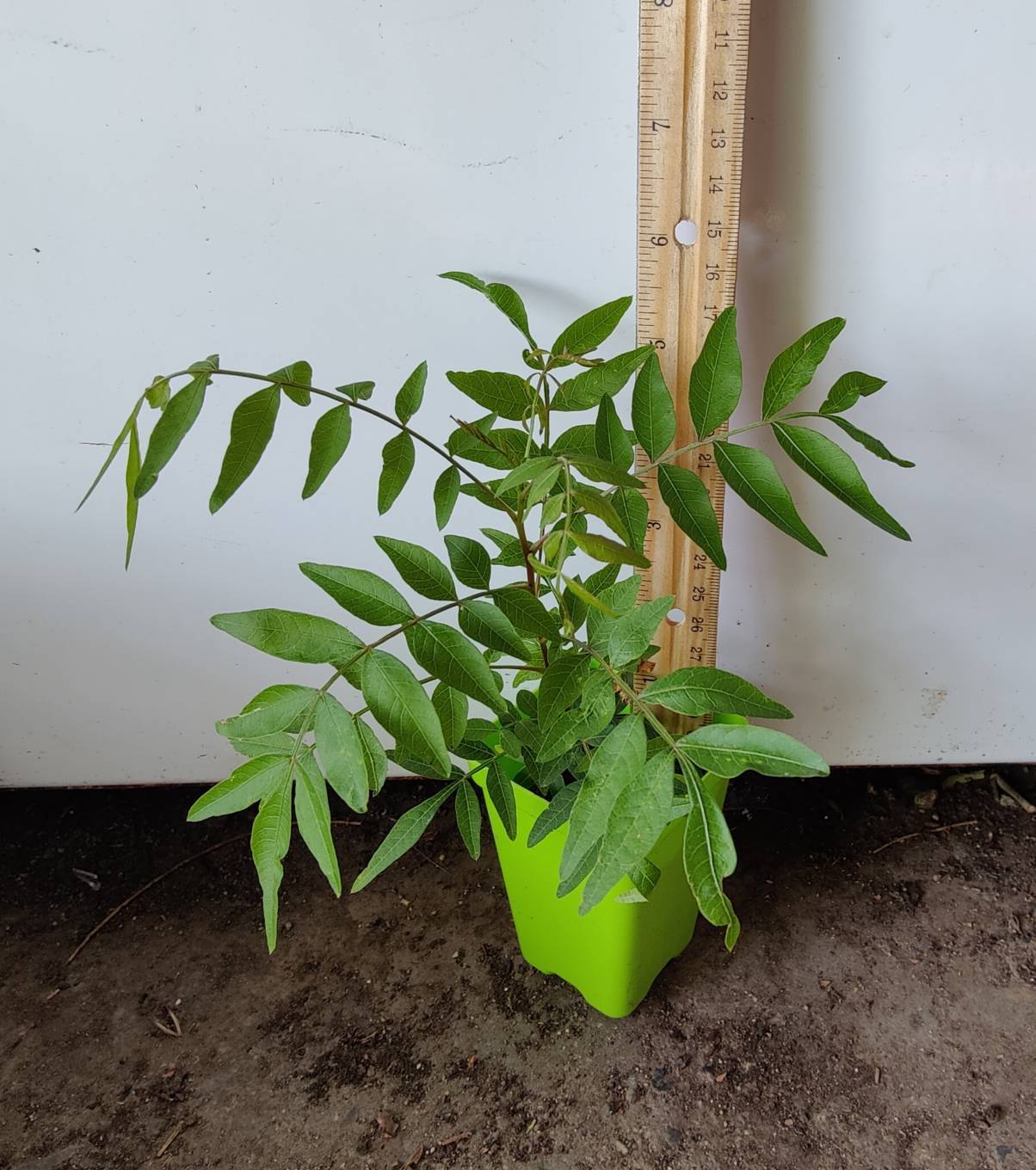 1(ONE) Live Plants of seedling “CHINESE PISTACHE” TREE about 3-6″ tall