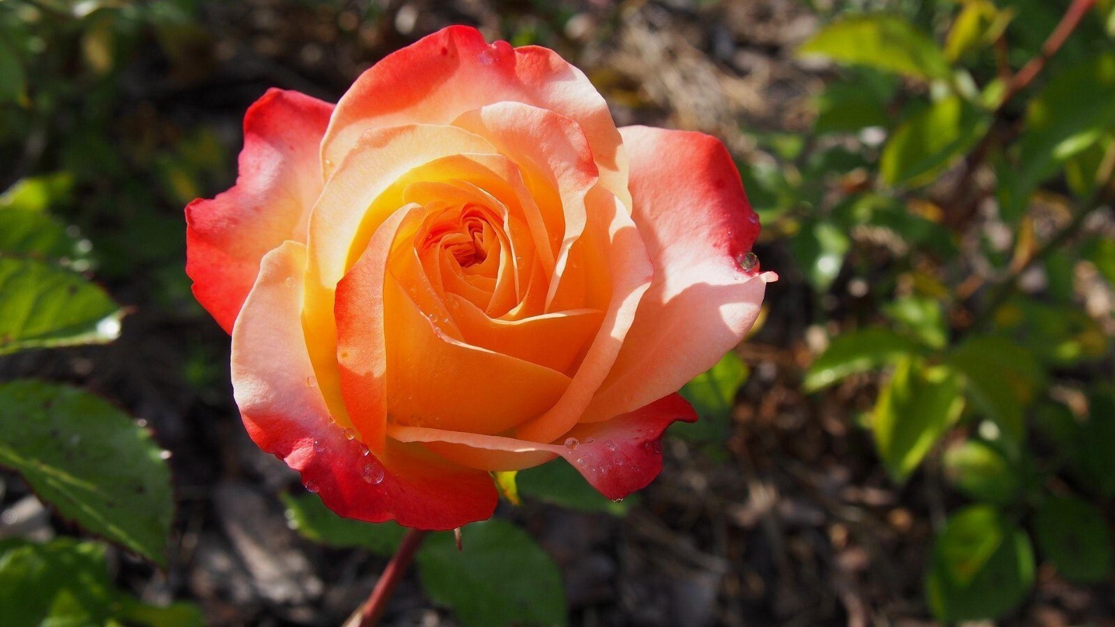 30+ Seeds|Orange White Flower Perennial Rose Seeds #1054