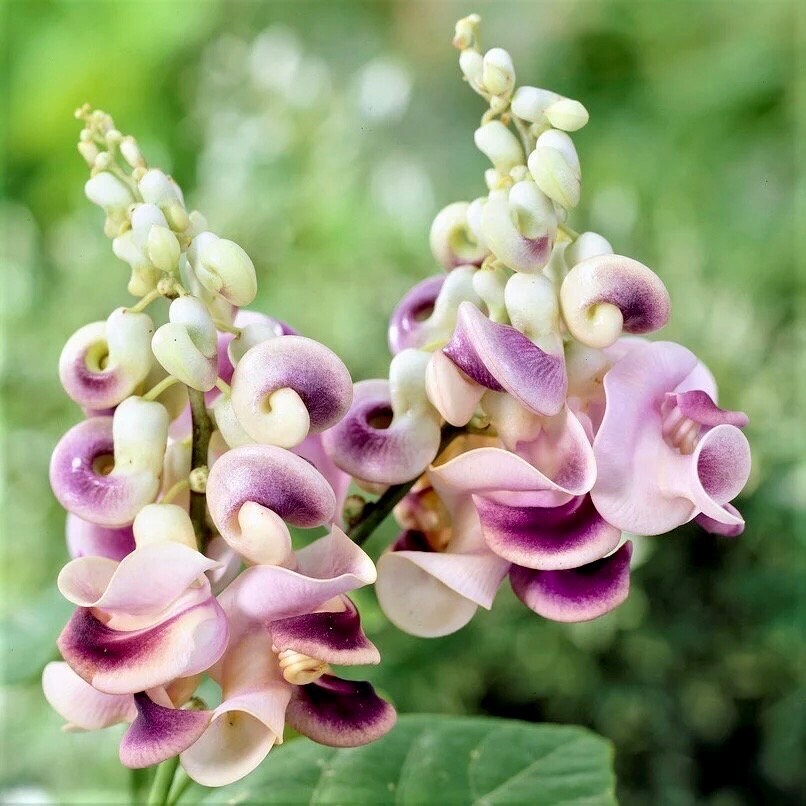 Snail Vine Seeds ~ Vigna Caracalla ~ Fragrant ~ Garden ~ Exotic ~ Unique ~