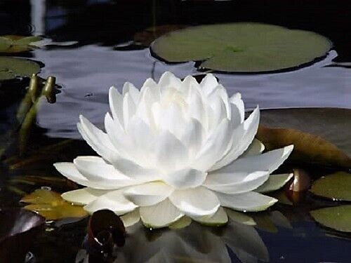 10 WHITE WATER LILY Pad Nymphaea Pond Seeds