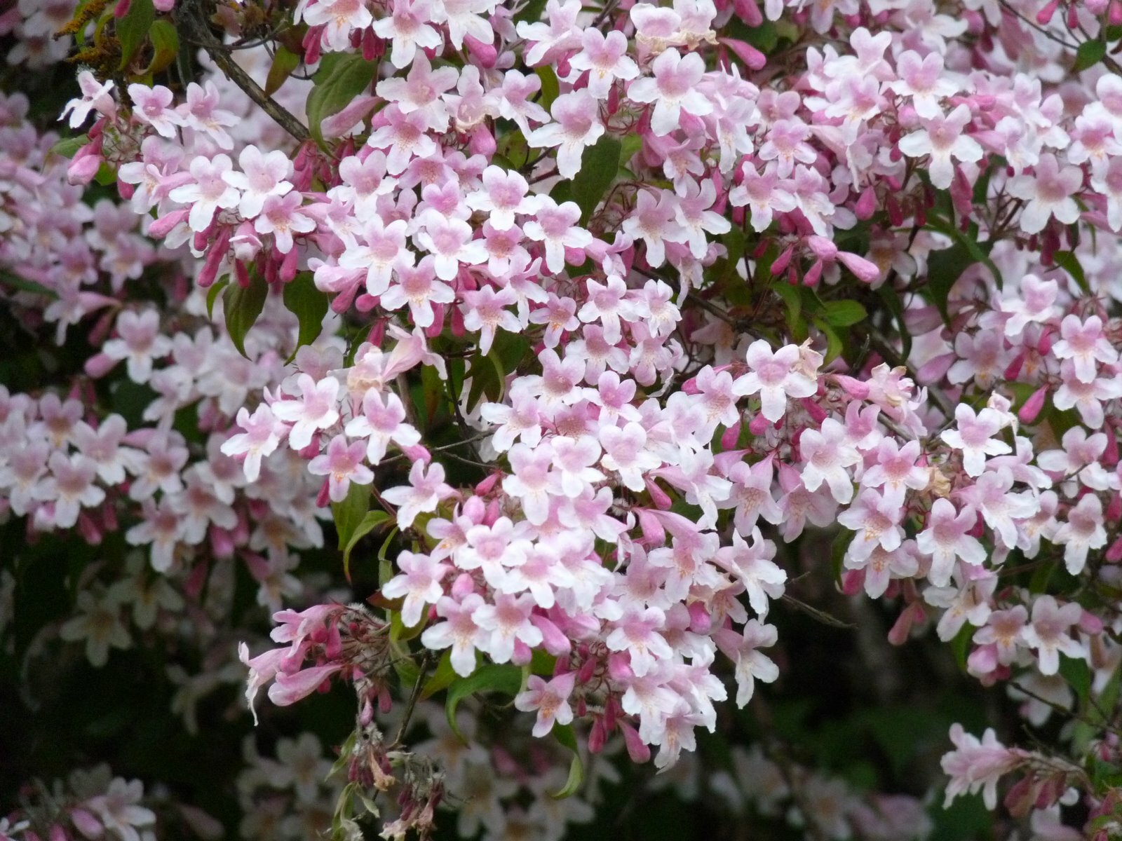 Kolkwitzia Amabilis 15 Seeds, Cold Hardy Flowering Beauty Bush Shrub