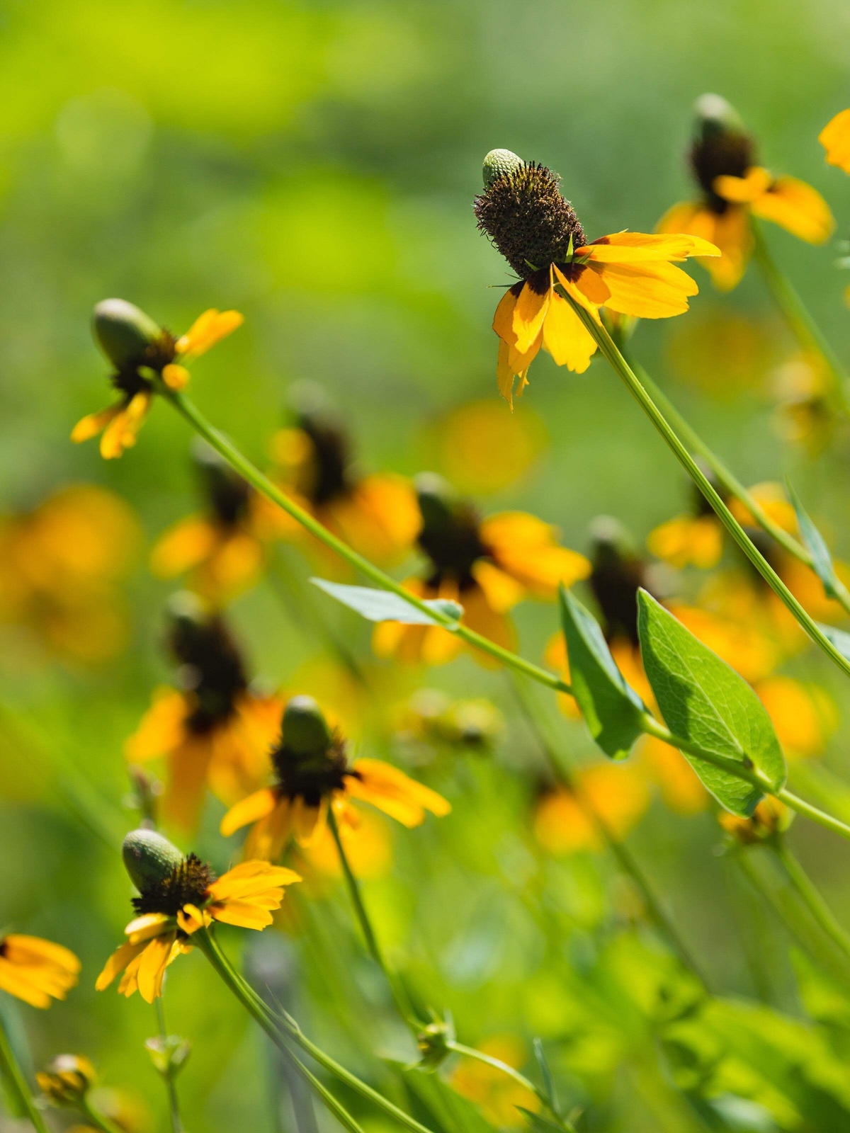 3000 CLASPING CONEFLOWER Rudbeckia Amplexicaulis Flower Seeds *Flat S/H
