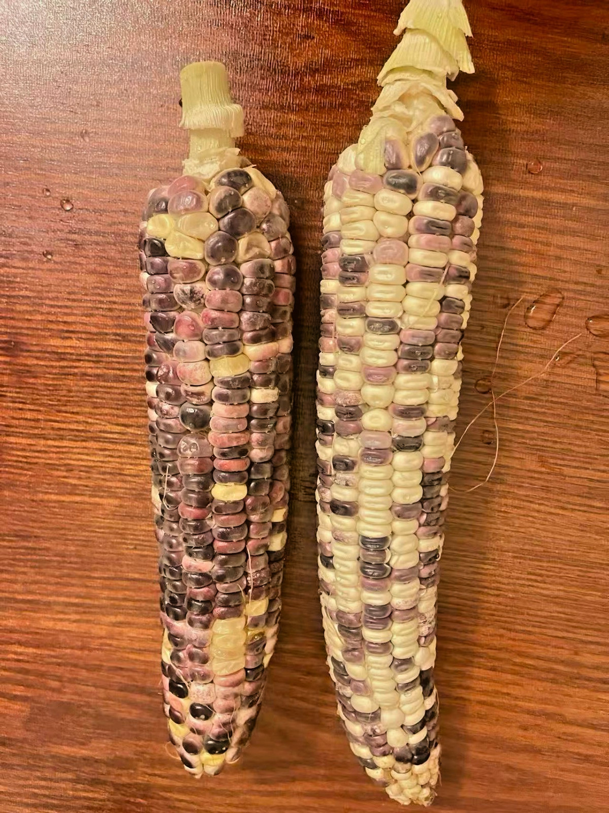 Organic Sweet Sticky Waxy Mixed Variety Glutinous Corn Non-GMO 糯玉米