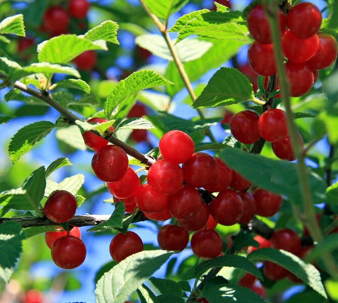 Nanking Chinese Dwarf Cherry Tree Seeds (Prunus tomentosa) Fruit Fast, Hardy-2
