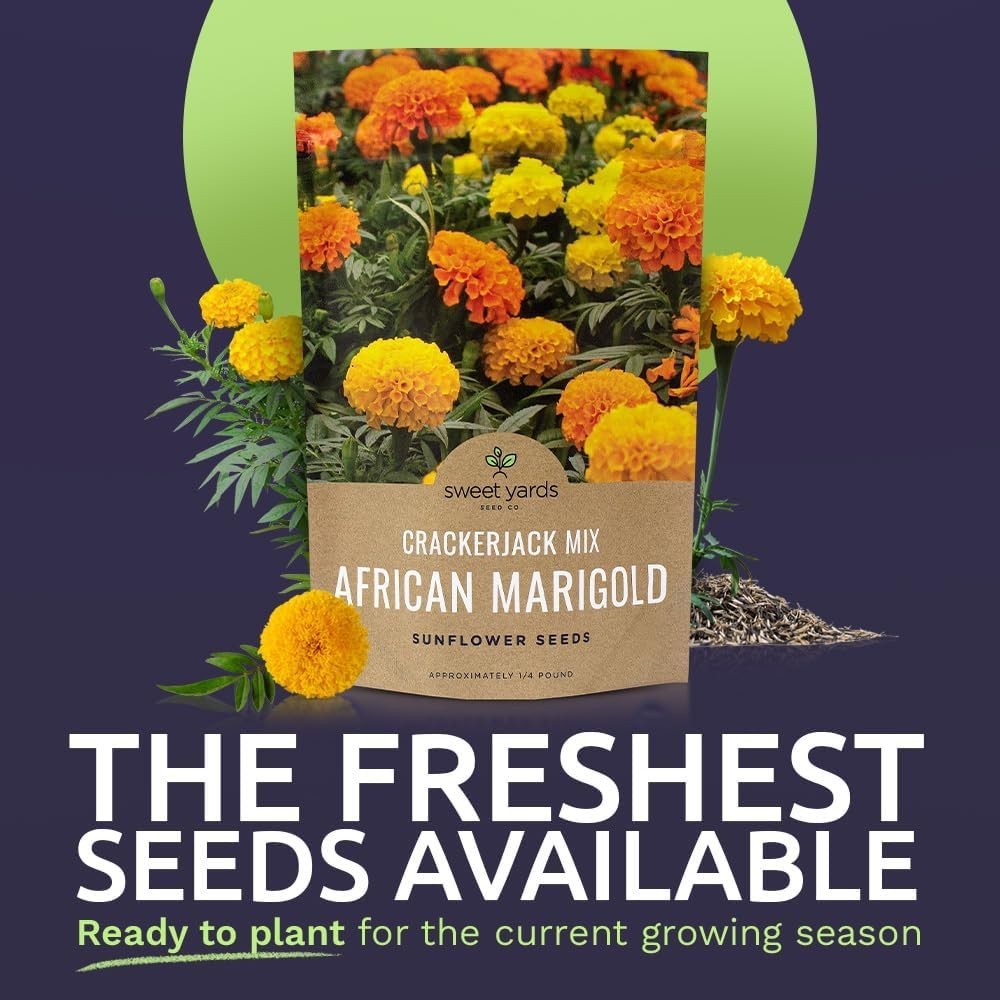 Stunning African Marigold Seeds – 1/4 lb Bag, 40,000 Seeds for Easy Gardening
