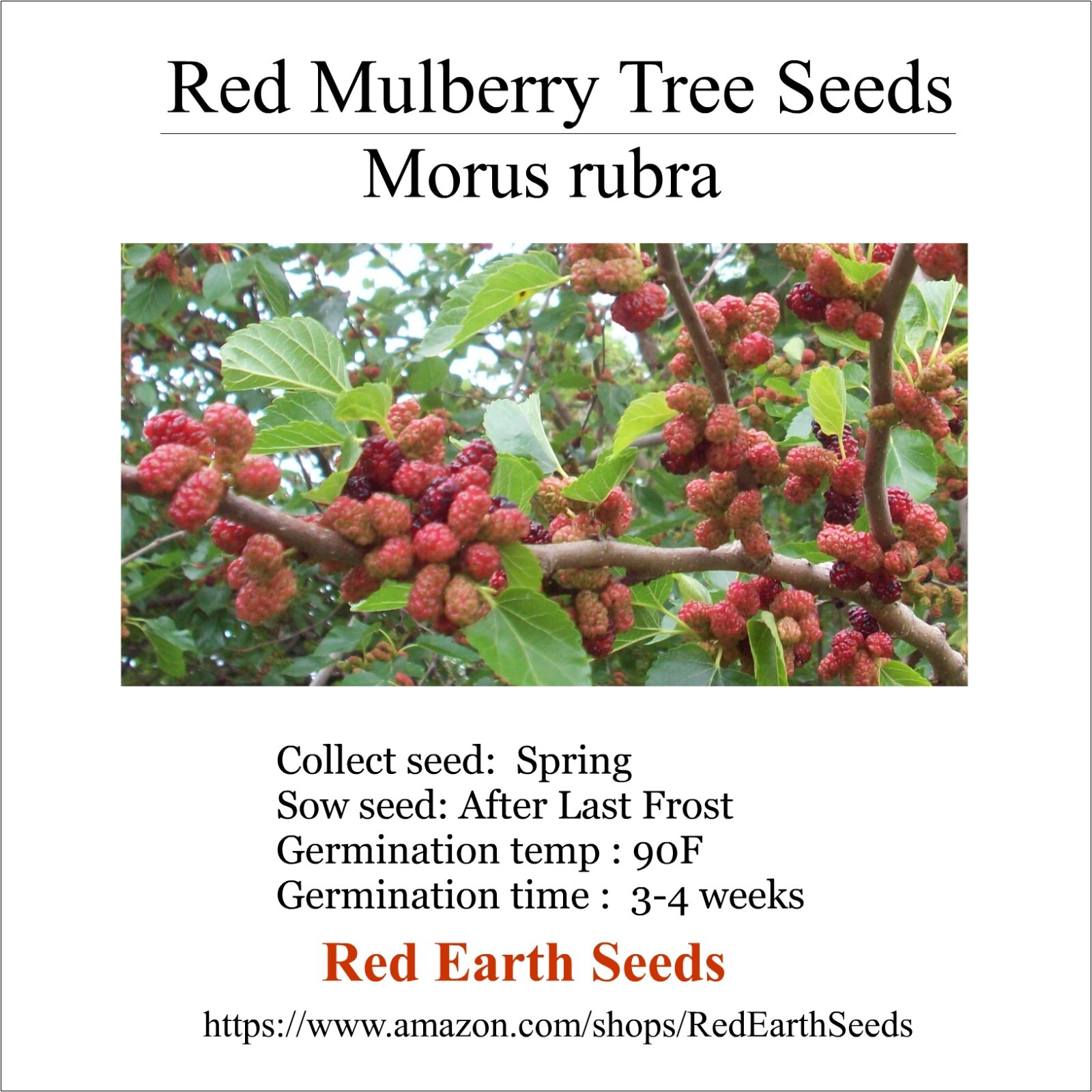 Red Mulberry Tree – 100 seeds – Morus rubra