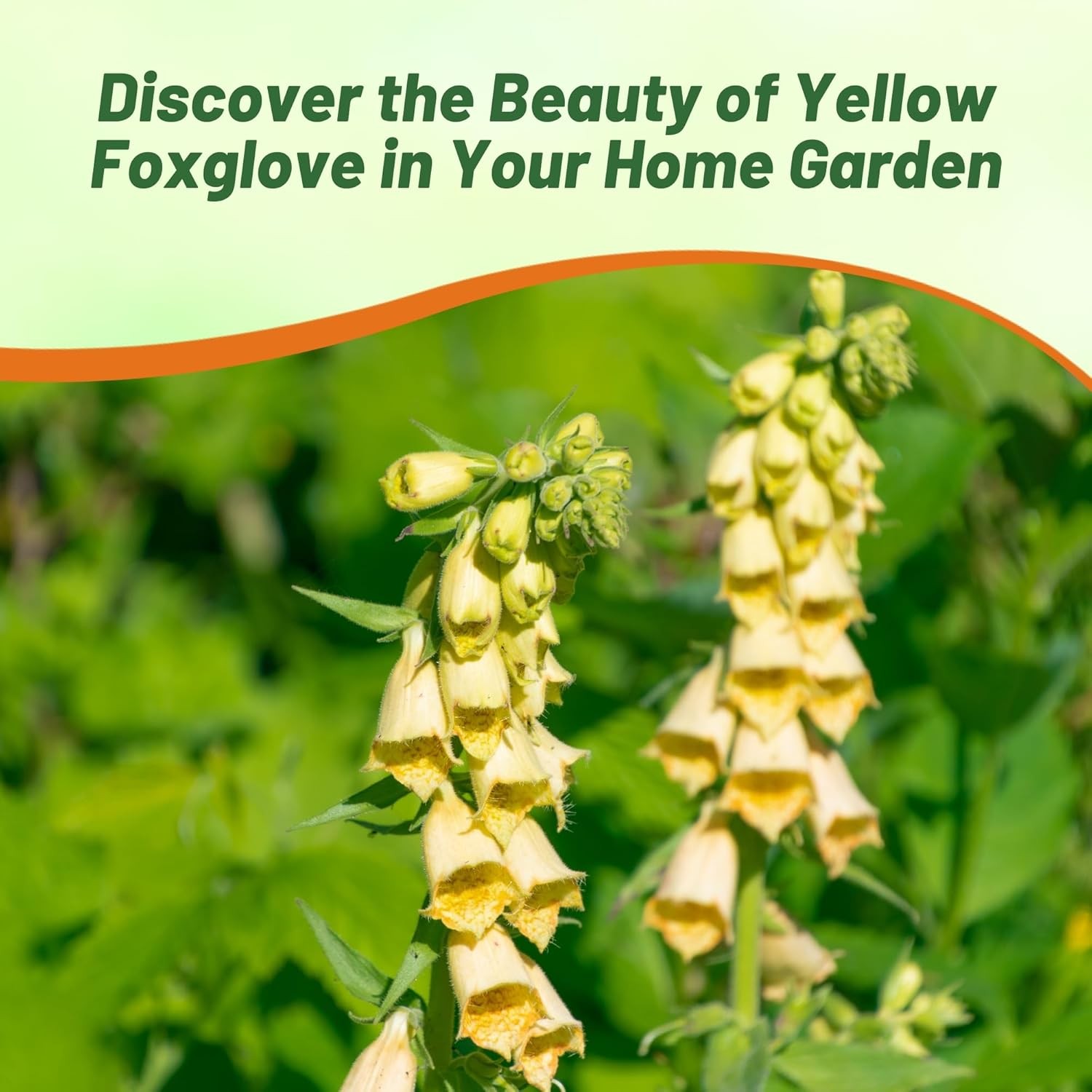 2000 seeds Foxglove Seeds – Digitalis Yellow Wildflower Seed
