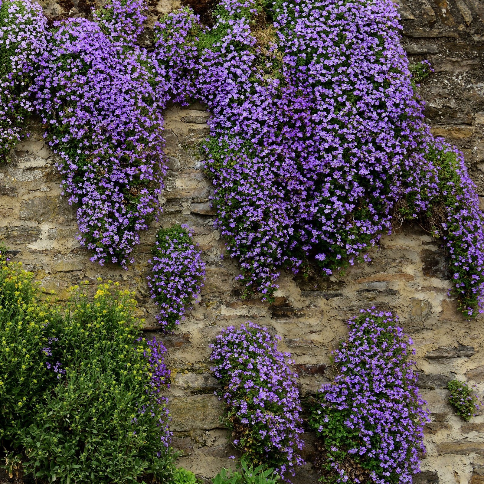 Purple Rock Cress Seeds | Perennial Aubrieta Groundcover – Bulk