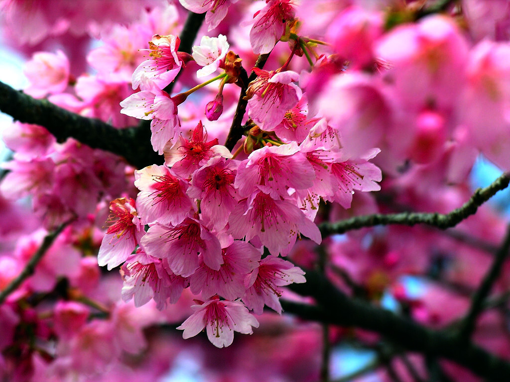 JAPANESE SAKURA CHERRY BLOSSOM TREE SEEDS (Prunus sargentii) Hardy Flower Plant