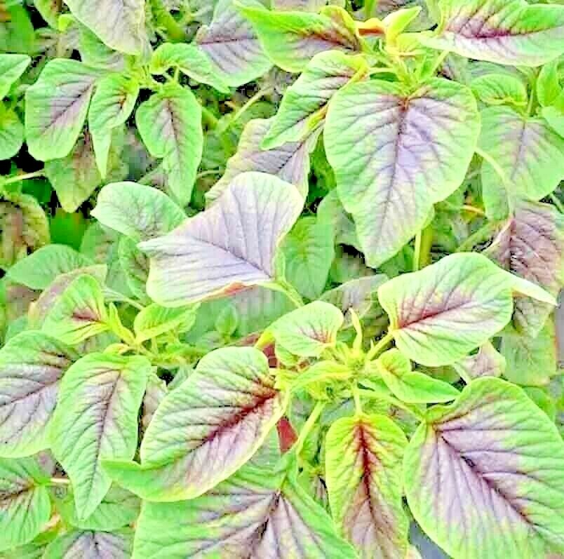 RED AMARANTH 100+ SEEDS STRIPE LEAF CHINESE SPINACH YIN CHO VEGETABLE GARDEN