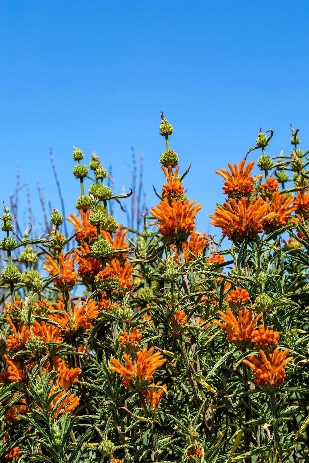 25 Wild KLIP DAGGA Leonotis Nepetifolia Lions Ear Lions Tail Orange Flower Seeds
