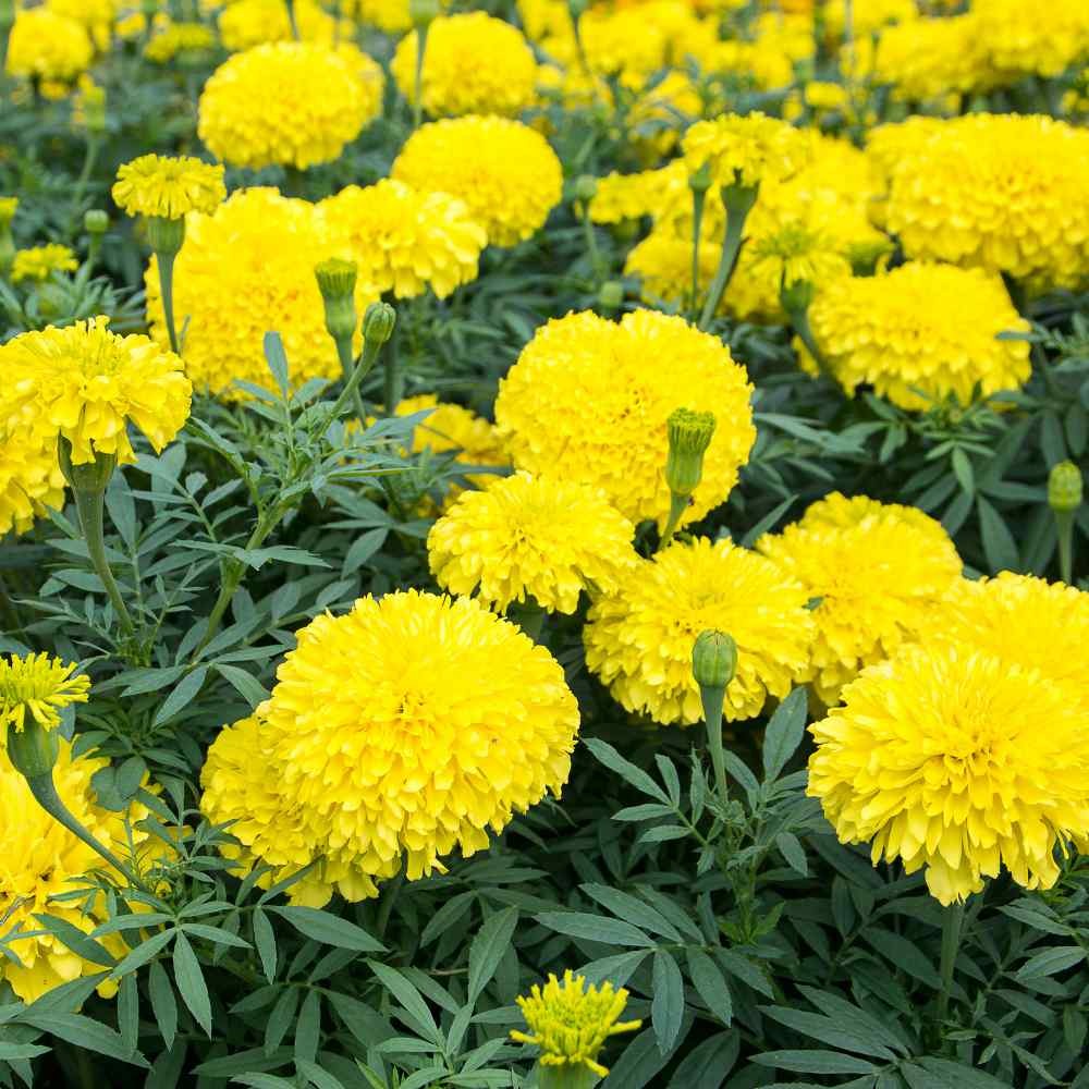 1000 Seeds Marigold Seed – Tagetes Erecta African Marigold Yellow Flower Seeds