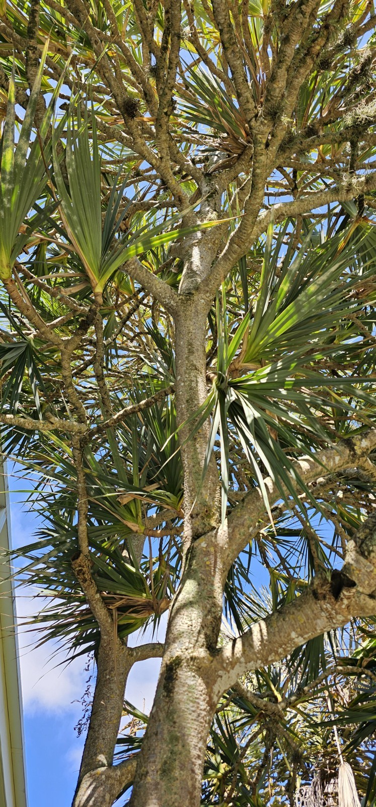 Pandanus utilis Screw Pine organic seeds fresh rare Hala tree 5 seeds Florida