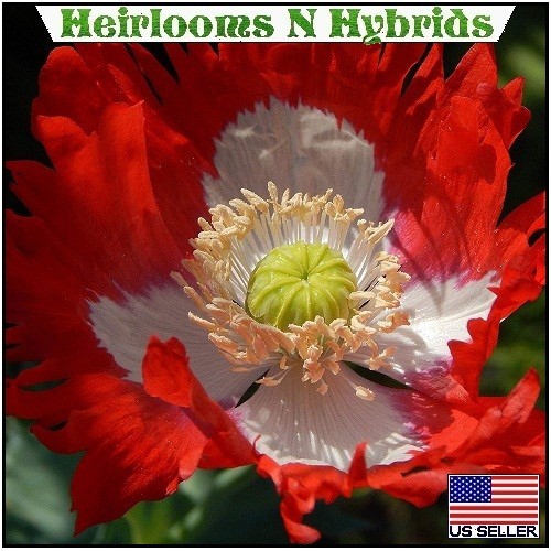 10,000 Danish Flag Stratified Poppy Seeds Giant Papavaer Somniferum For Planting