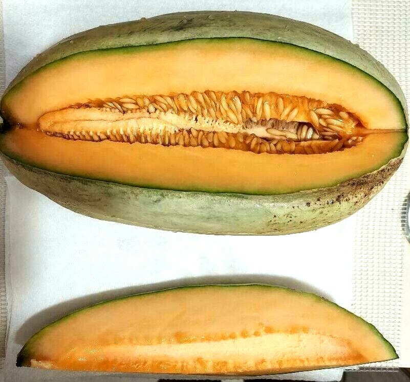 25 Seeds of Old Time Tennessee Cantaloupe, huge fruit, excellent flavor, ORGANIC