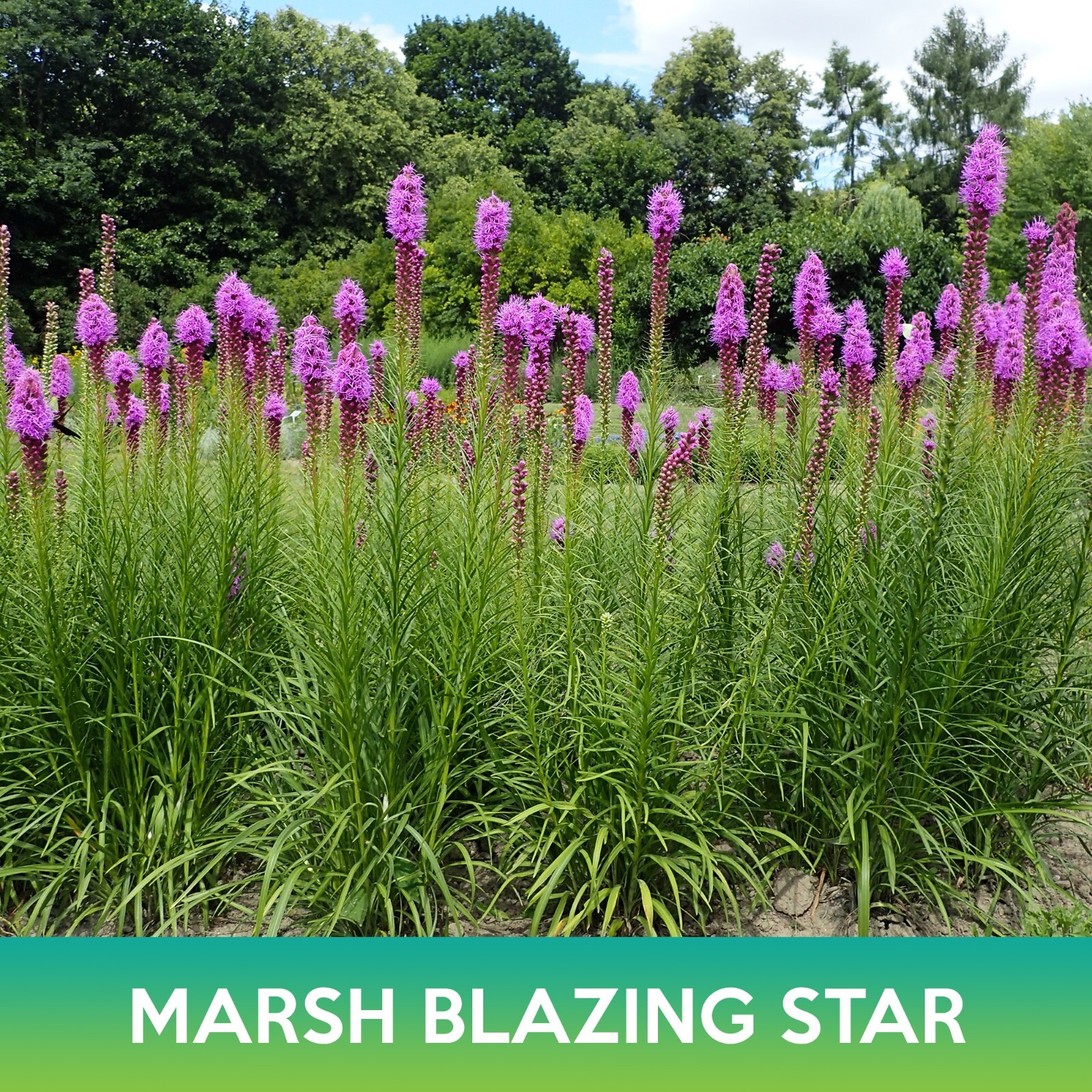 Marsh Blazing Star Seeds, Liatris spicata