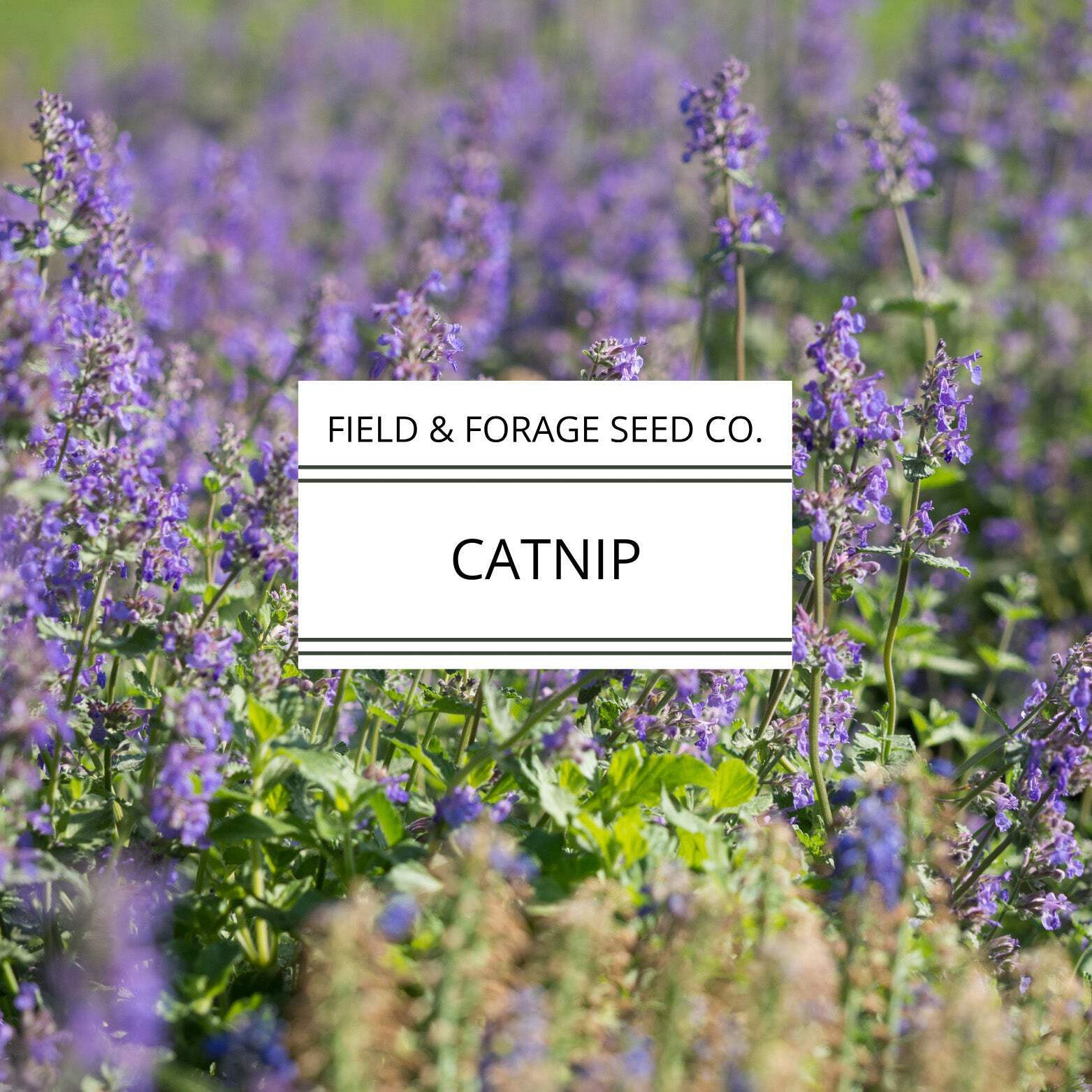 Catnip | Nepeta cataria | Heirloom Herb for Pets & Pollinators | Non-GMO | 100 S
