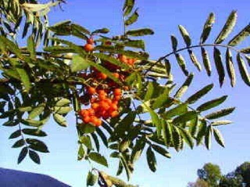 ASH Tree Mountain – Amur – Rowan – Sorbus Aucuparia jocad (20 Seeds)