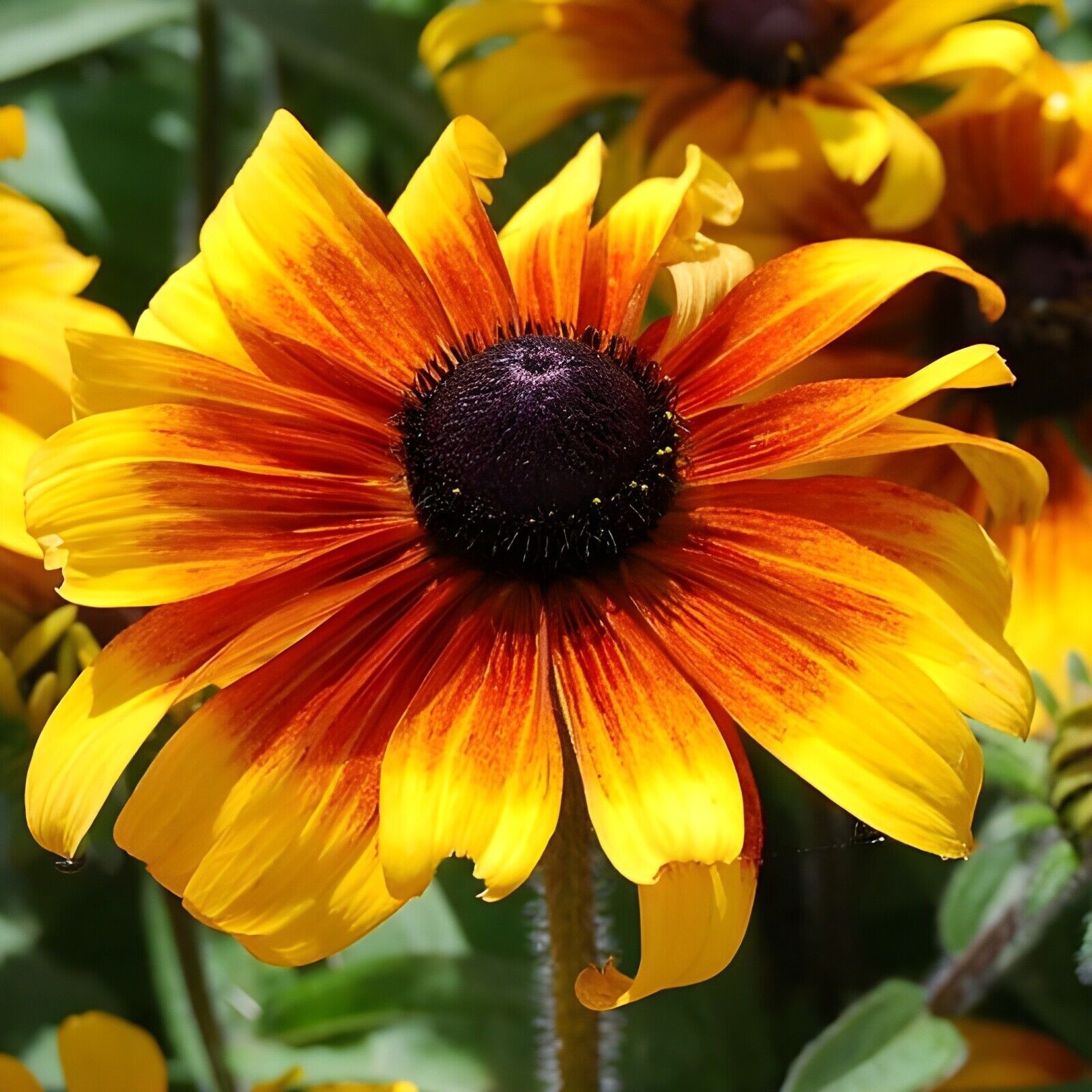*NEW* Dwarf Marmalade Black Eyed Susan 100 Seeds Rudbeckia hirta. Free Shipping!