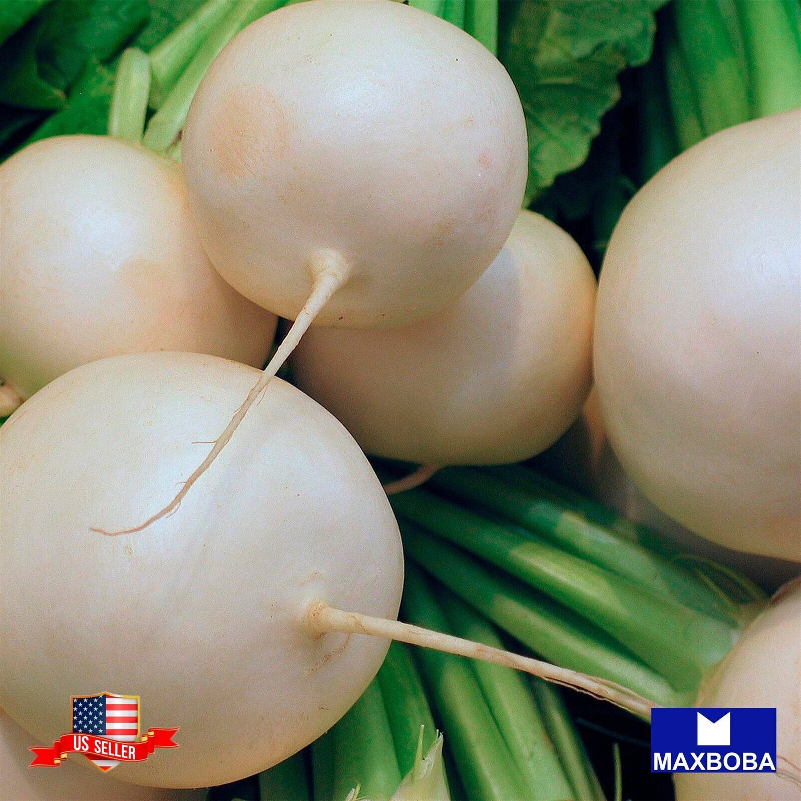 Radish Seeds Hailstone Raphanus sativus Non-GMO Heirloom Vegetable Garden