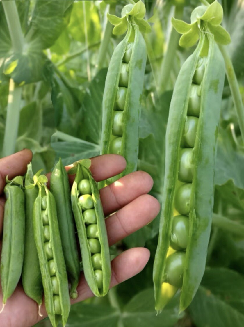 Pea seed set:snow pea,sugar snap pod pea,super pea shoots每种25粒甜豆种籽：荷兰豆豌豆豌豆苗2023年