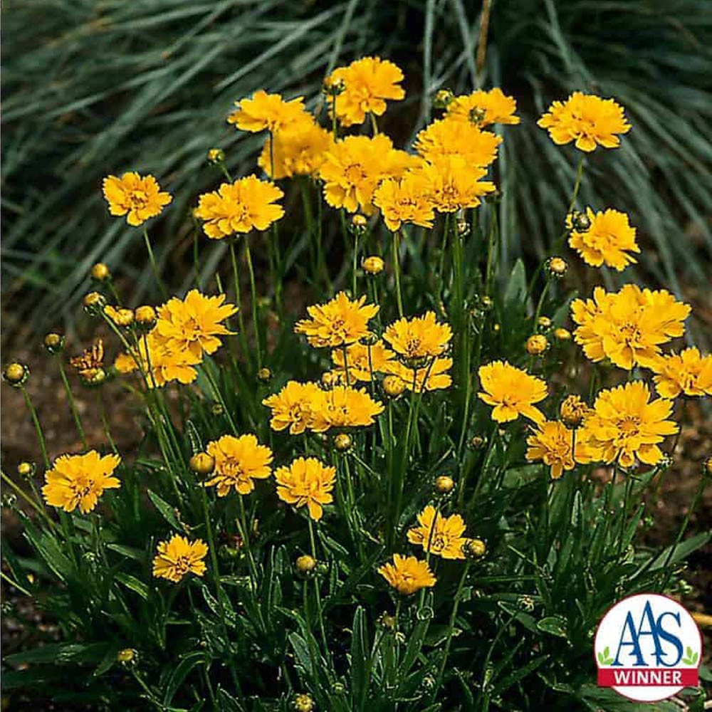 250 Seeds Coreopsis Grandiflora Drought Tolerant Early Sunrise AAS Winner