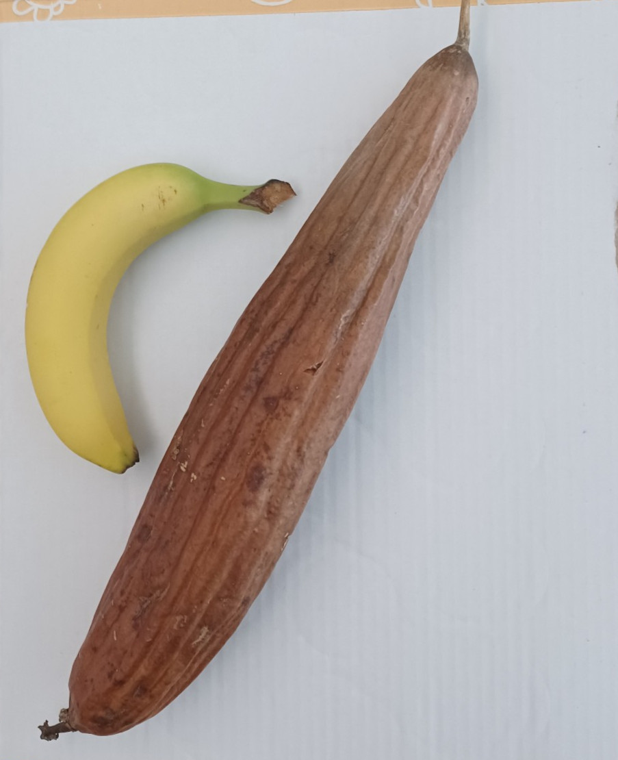 25 Luffa Gourd Seeds (Collected 2026)