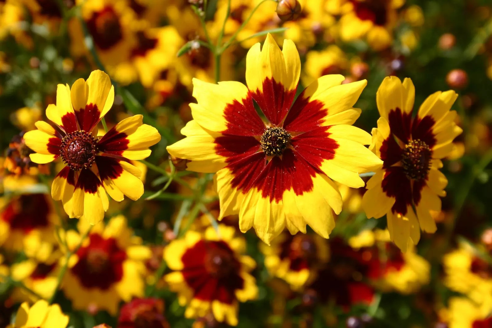 200+ Plains Coreopsis Seeds -Edible – Medicinal – Drought Resistant —- FRESH