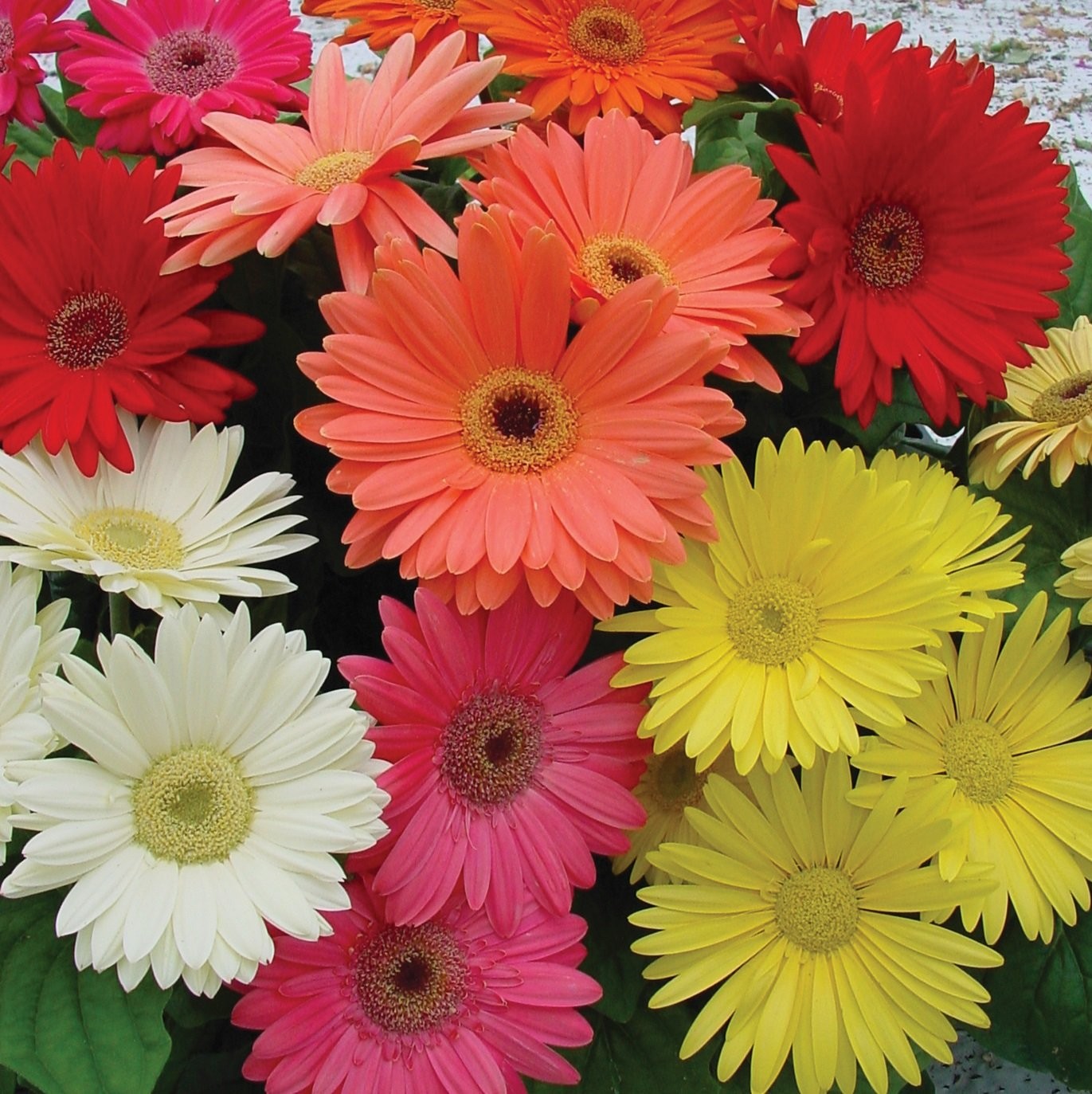 Hybrids Mix Gerbera Seeds – 100 Pcs Perennial, Compact & Low Maintenance, Flo…