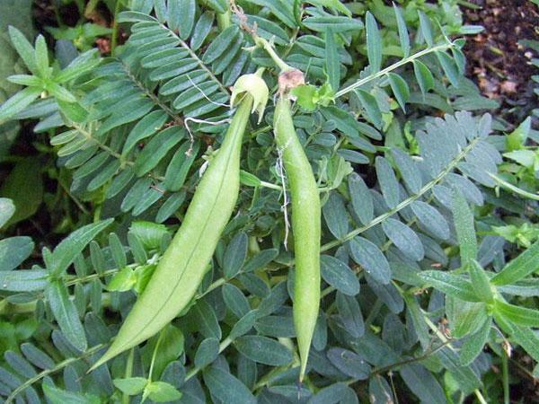 Clianthus puniceus Alba | White Kaka Beak White Heron | Lobster Claw | 5 Seeds