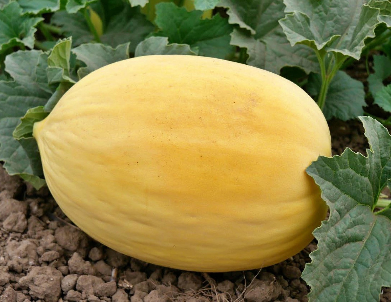Crenshaw Melon Seeds Box Garden Seeds LLC Heirloom Fast Growing USA