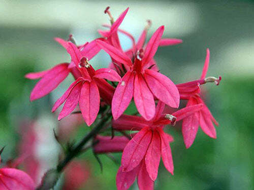 Lobelia speciosa ‘Starship Scarlet’ | 10 Pelletted Seeds