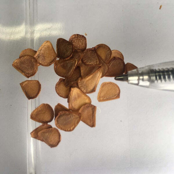 Lilium amabile var. luteum | 10 Seeds