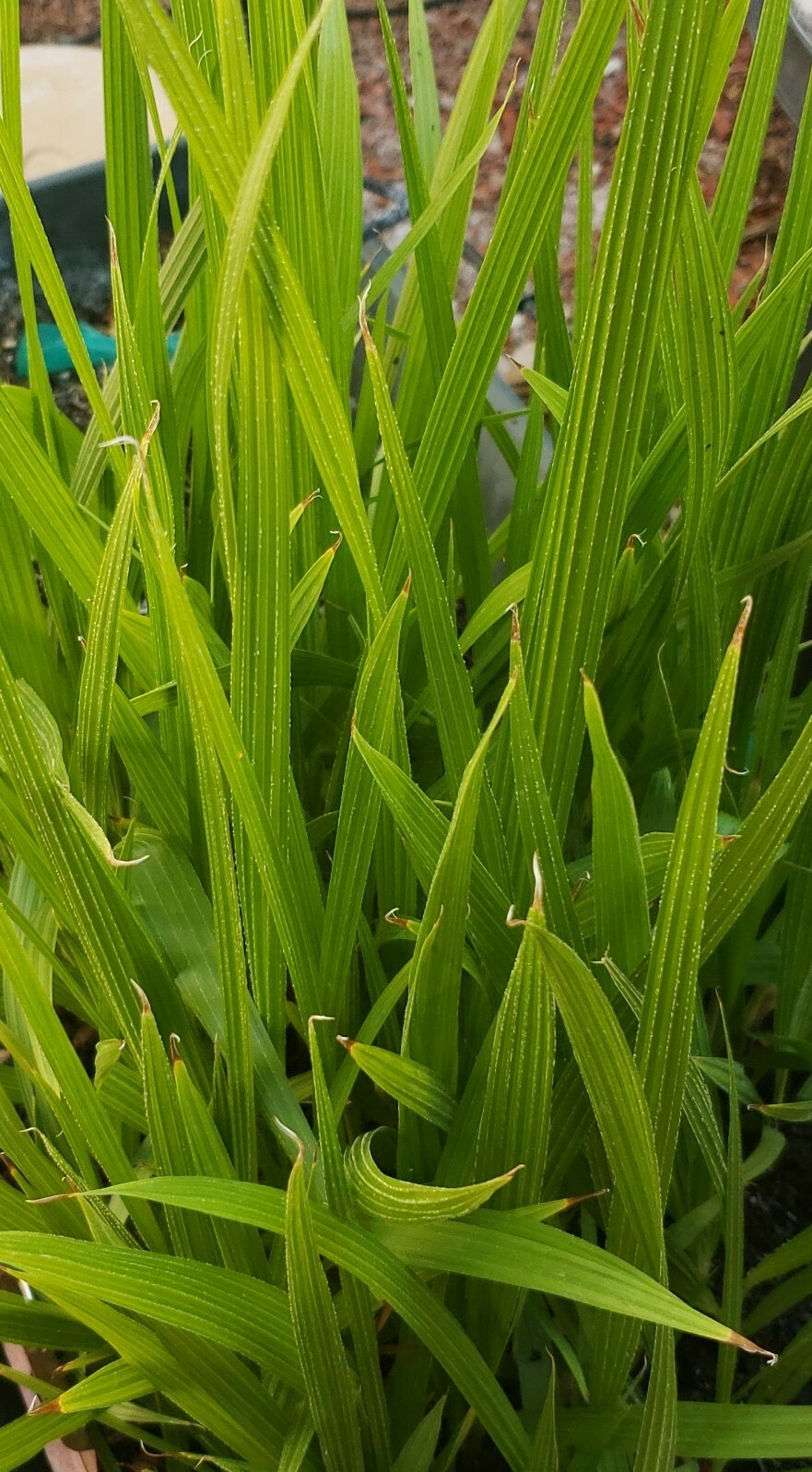 (2) 14- 18 INCHES, 2+ YEARS, WASHINGTON ROBUSTA, MEXICAN FAN PALM TREE SAPLINGS