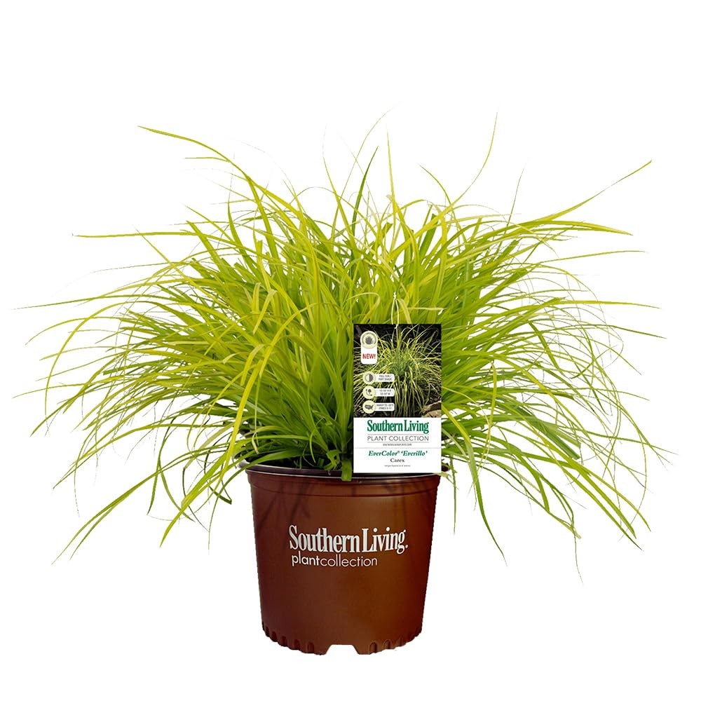 2.6 Qt. Everillo Carex Grass Plant Low Maintenance Indoor/Outdoor Decor