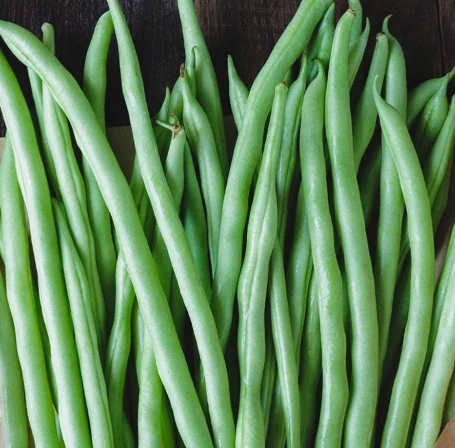 Organic Blue Lake 274 Bush Green Bean Seeds, Heirloom/Non-GMO, Fresh 2026 🇺🇸